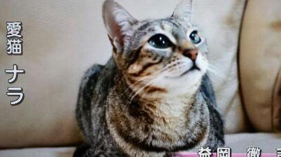 益岡徹の愛猫「ナラ」の画像